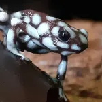 Marañón Poison Frog