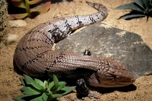 Nieuw-Guinea blauwtongskink