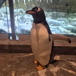 Gentoo Penguin
