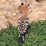 Northern Eurasian Hoopoe