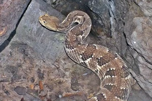 Gewone ratelslang