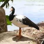Magpie Goose