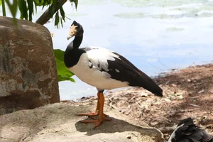 Ekstergans