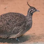 Elegant Crested Tinamou