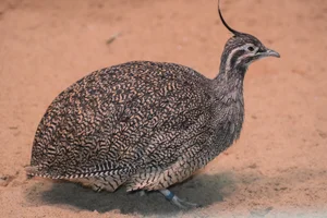 Kuiftinamoe