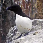 Razorbill