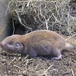 Giant Mole-rat