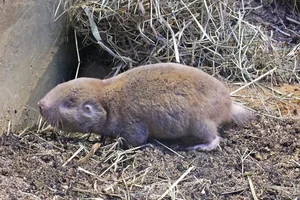 Giant Mole-rat