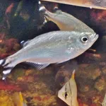Barred Flagtail