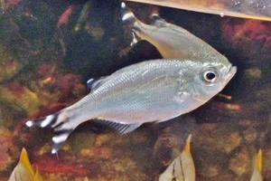 Barred Flagtail