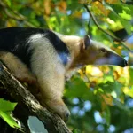 Southern Tamandua