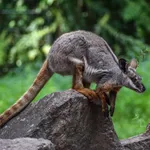 Yellow-footed Rock Wallaby