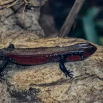 Feuerbauchskink