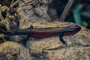 Vuurskink