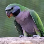 Lord Derby's Parakeet