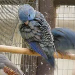 Barred Parakeet