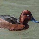 Ferruginous Duck