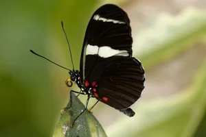 Heliconius sara