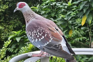 Gespikkelde Duif