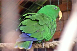 Edelpapegaai