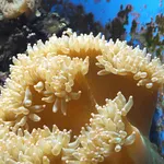 Elegance Coral