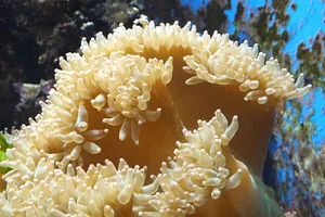 Elegance Coral