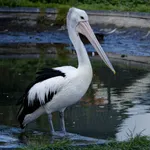 Australian Pelican