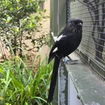 Magpie Shrike