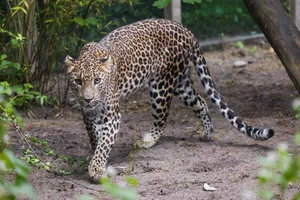 Sri Lanka panter