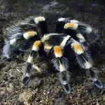 Mexican Orangeknee