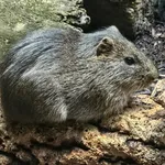 Greater Guinea Pig