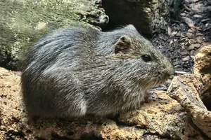 Greater Guinea Pig