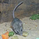 Cactus Mouse