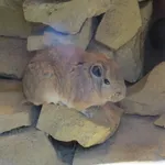 North African Gundi