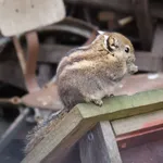 Swinhoe's Striped Squirrel