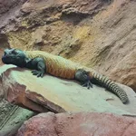 Moroccan Spiny-tailed Lizard