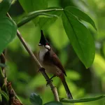 Red-whiskered Bulbul