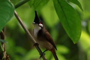 Roodoorbuulbuul