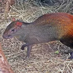 Red-rumped Agouti