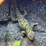 Green Spiny Lizard