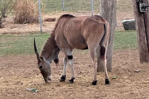 Cape Eland