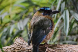 Amazonemotmot