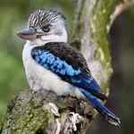 Blue-winged Kookaburra