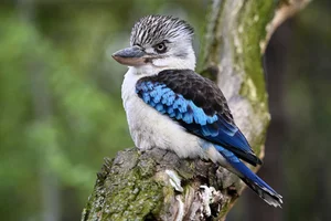 Blauwvleugelkookaburra