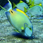 Eyestripe Surgeonfish