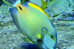 Eyestripe Surgeonfish