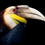 Wreathed Hornbill