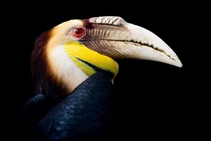 Gewone Jaarvogel