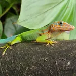 Guadeloupe Anole
