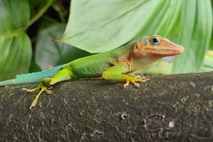 Marmeranolis